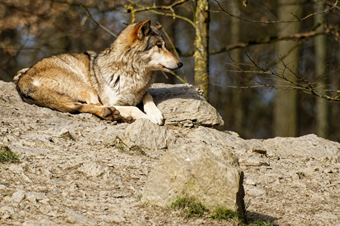 Timberwolf
