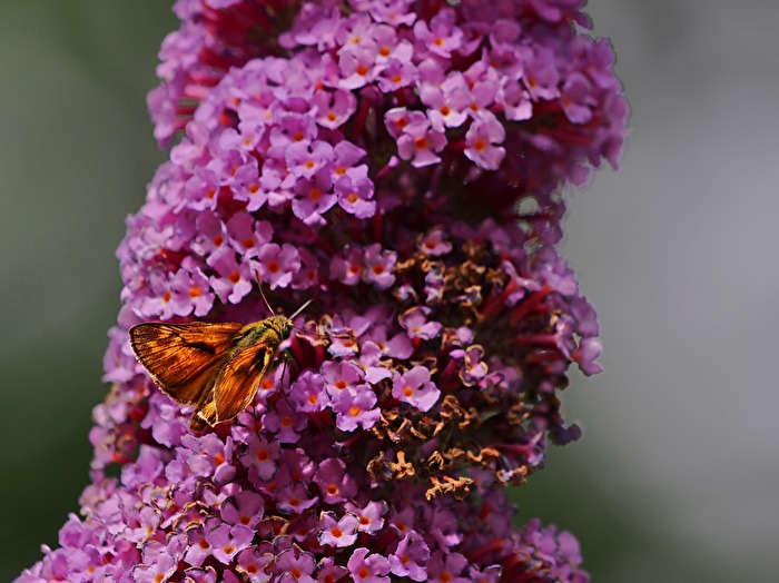 Raststätte und Futterstelle Buddleja davidii