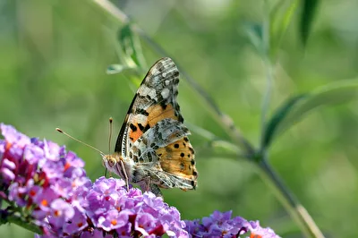 Schmetterling