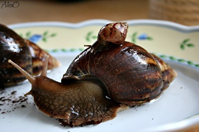 Achatschnecken