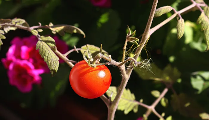 Balcony Pot Tomato