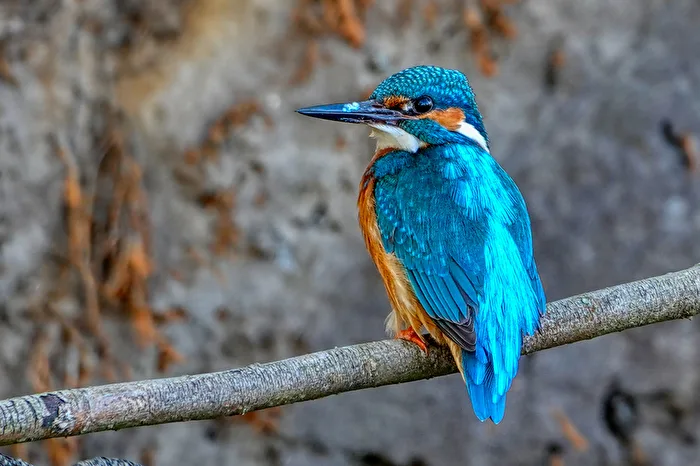 Kingfishers