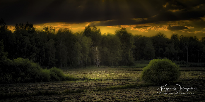 Lichtung im Abendlicht