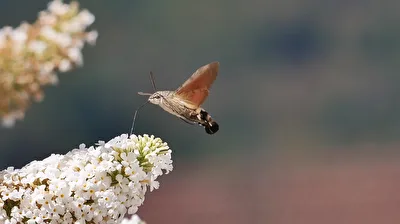 Taubenschwänzchen