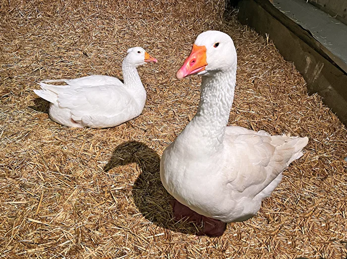 Gans zu Weihnachten...
