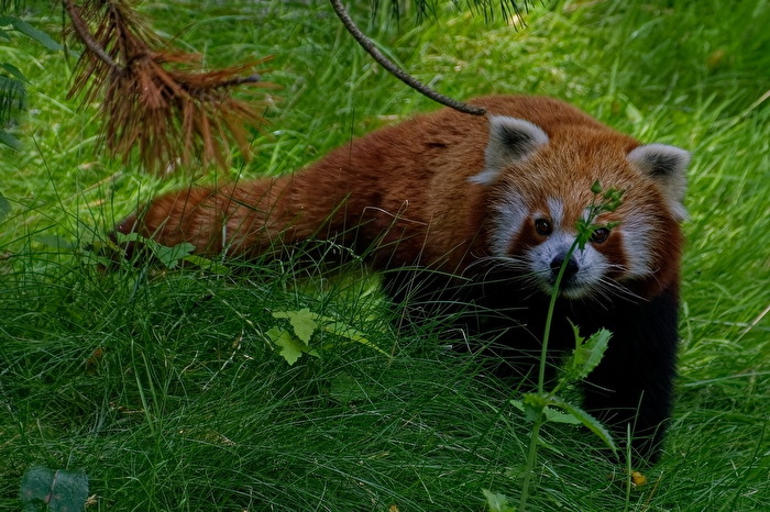 Kleiner Panda  ( Katzenbär )