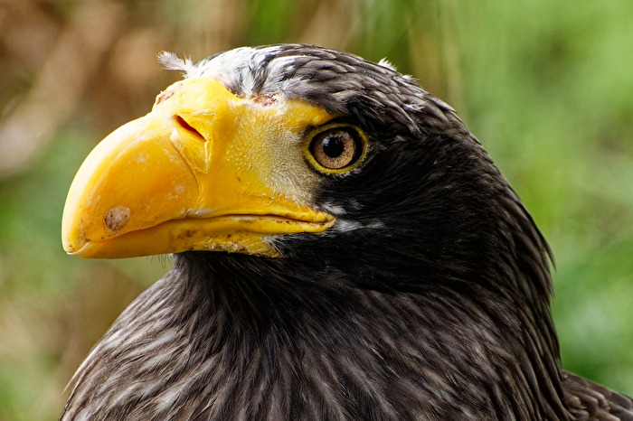 Riesenseeadler