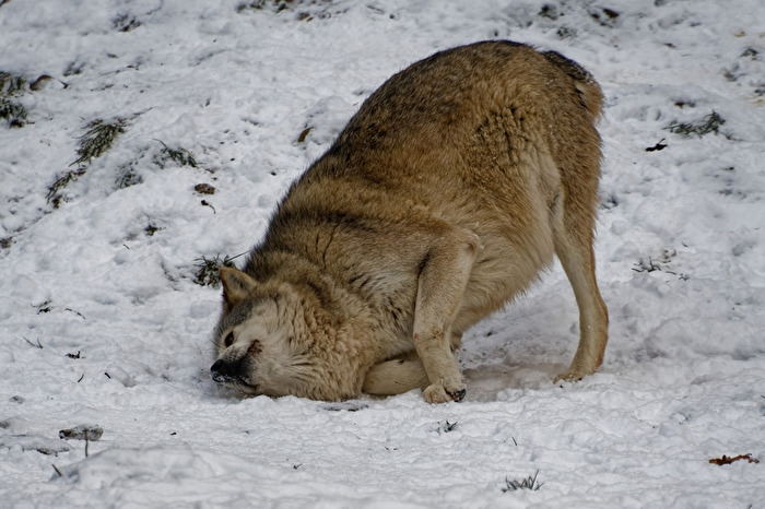 Timberwolf