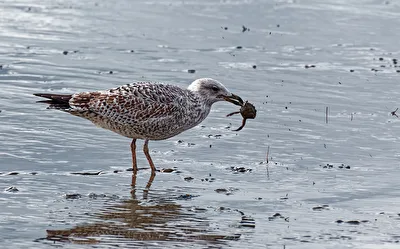 Möwe mit Krebs