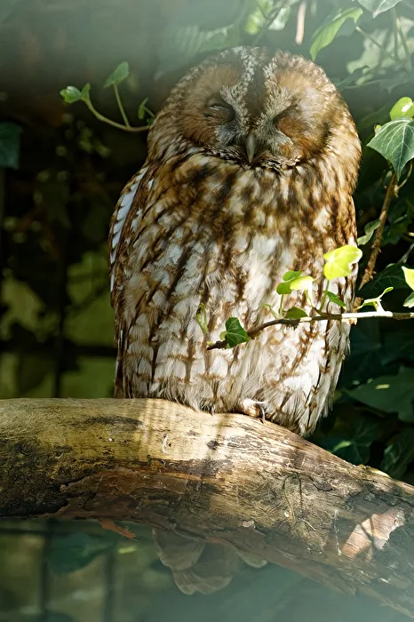 Tawny Owl