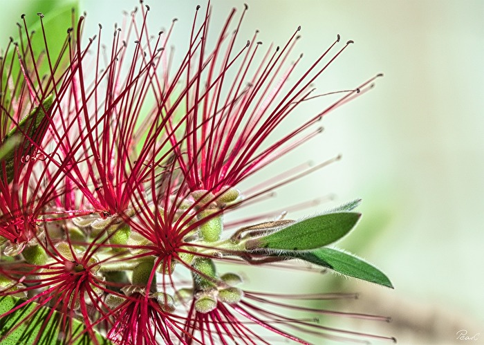 Botanisches Feuerwerk - Pfeiffenputzerstrauch