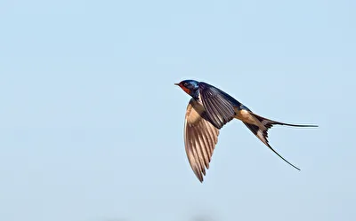 Rauchschwalbe (Hirundo rustica).