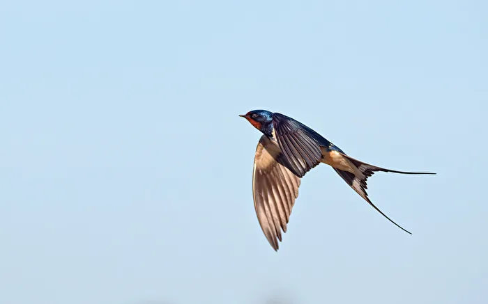 Rauchschwalbe (Hirundo rustica).