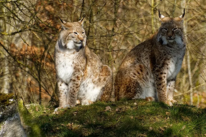 Lynxes