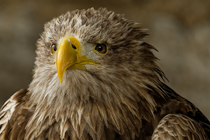 Europäischer  Seeadler