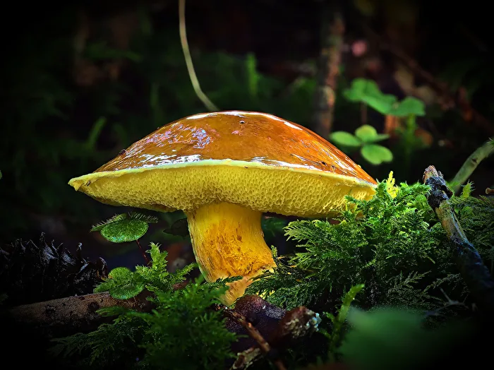 Pilze - der Goldene