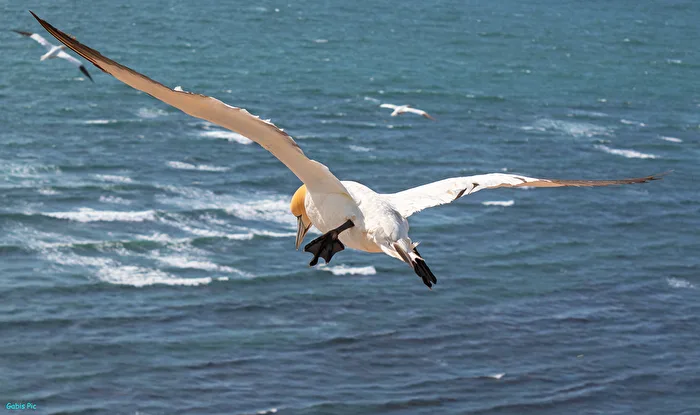 Vögel