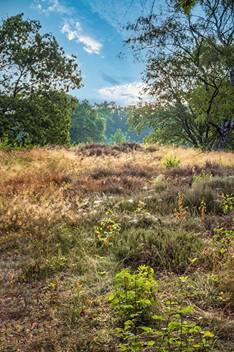The Meadow