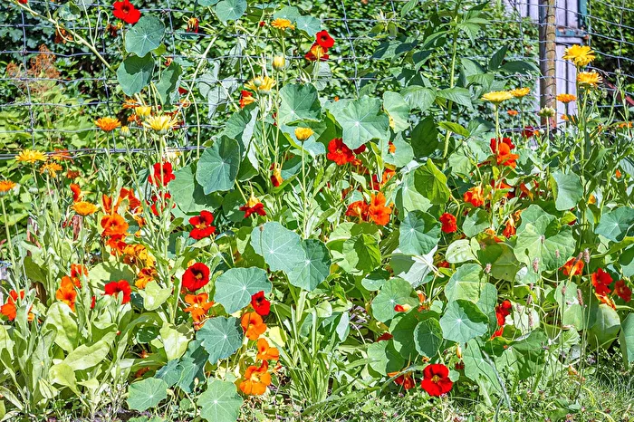 Colorful flowerbed