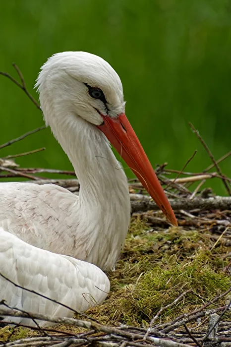 Stork