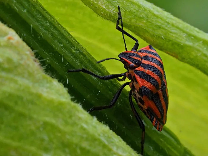 Cimice striata Graphosoma italicum
