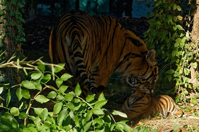 Tiger with young animal