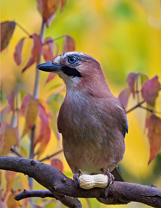 Eurasian Jay
