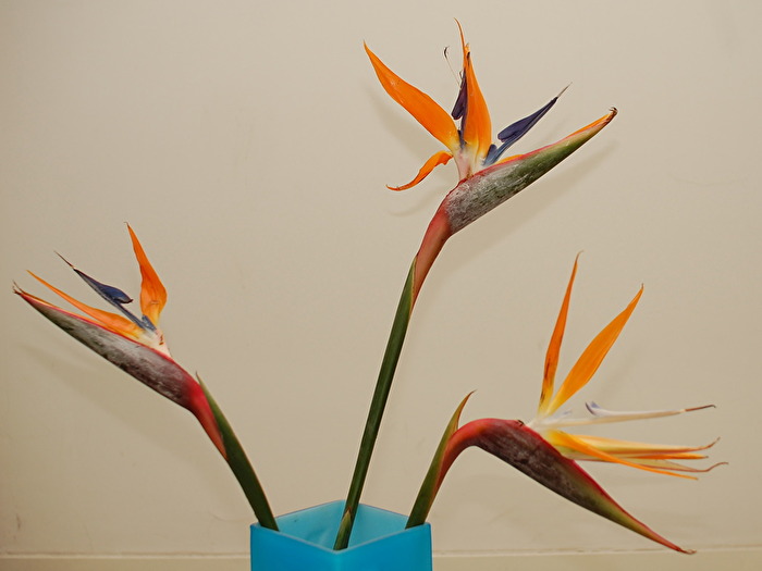 TianTangNiao Himmelvogelblume 3