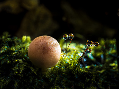 Pilze und Wassertropfen