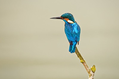 Eisvogel beim Ansitz