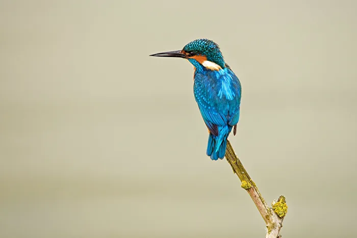 Eisvogel beim Ansitz