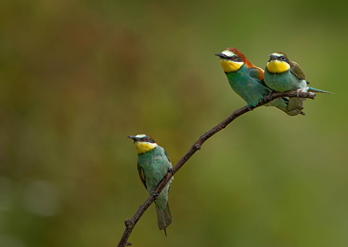 Bienenfresser Familie