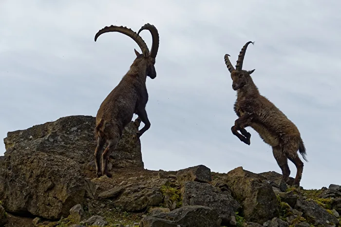 Alpine ibexes