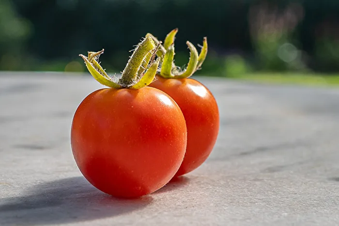 Gardener's Reward