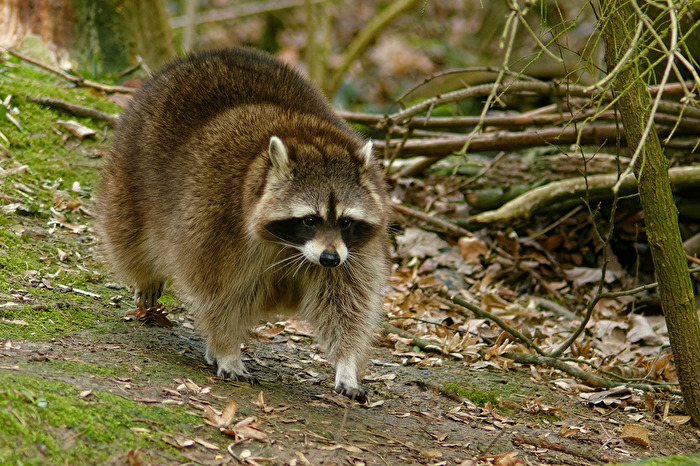 Waschbär