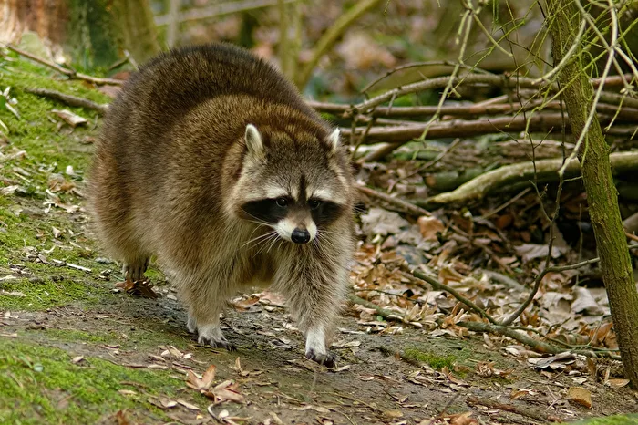 Raccoon