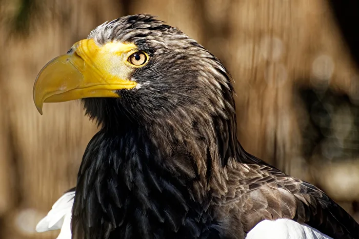 Águila pescadora gigante
