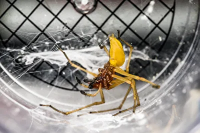 Spinne in der Becherlupe 2