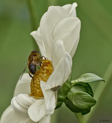 Blüte mit Insekt