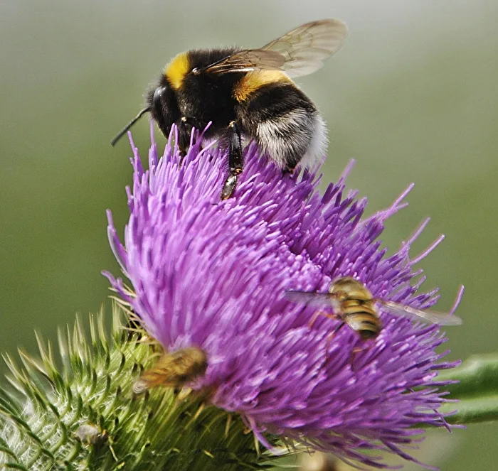 Fliegende Insekten