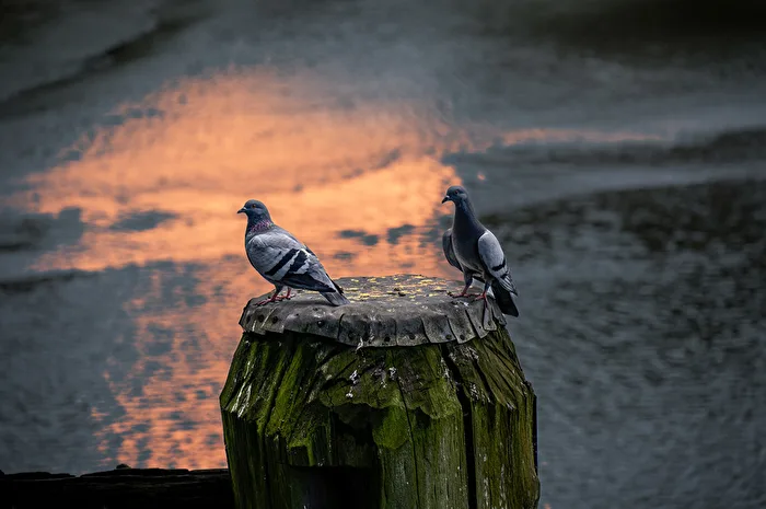 Pigeons in Hamburg's HafenCity