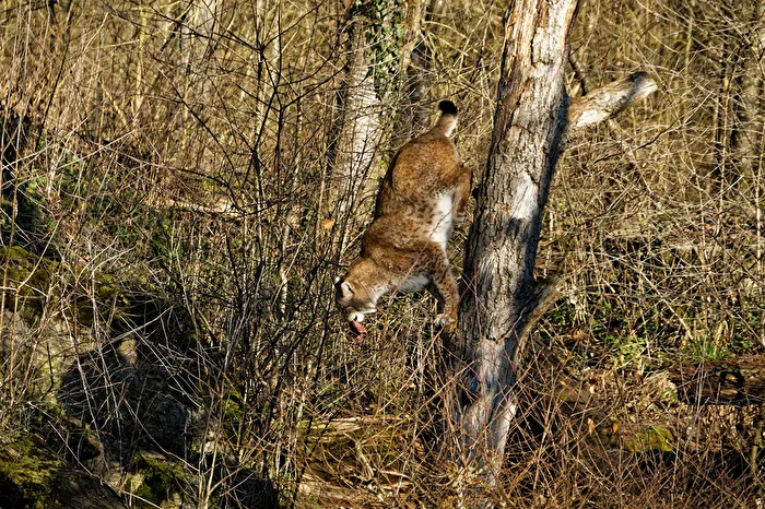 Lynx