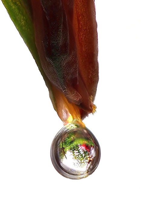 Tropfen - an der Aloe-Blüte