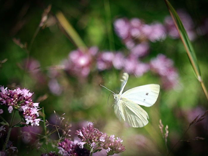 Ein Weißling im Blumenanflug