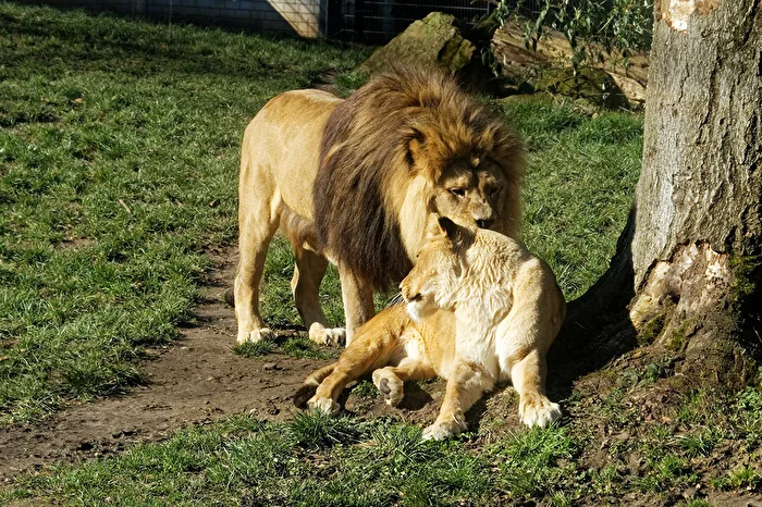 Lions
