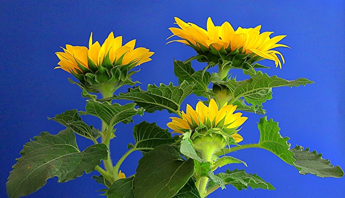 Sonnenblume auf der Veranda