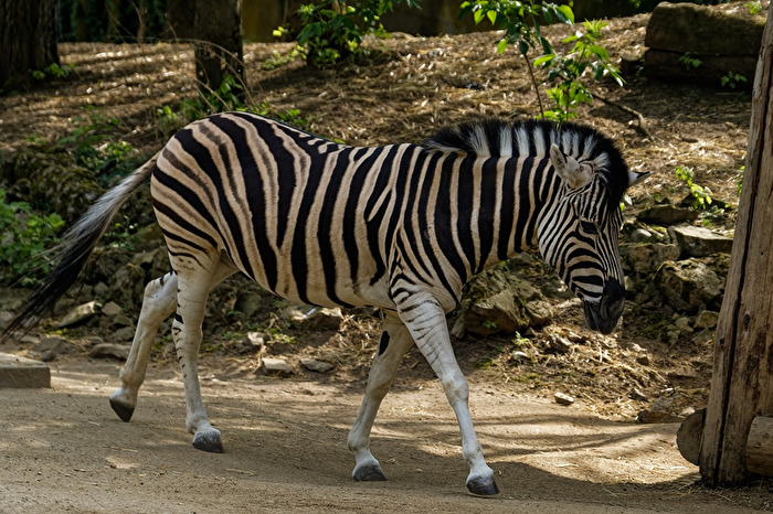 Zebra