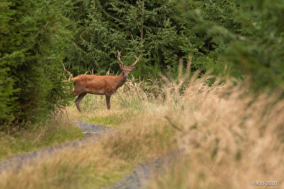 Hirsch