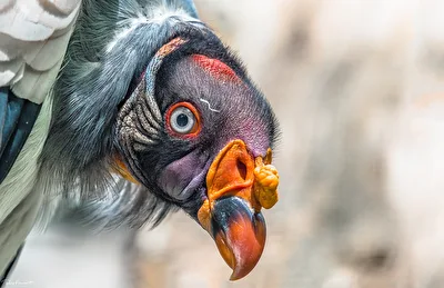 Portrait eines....