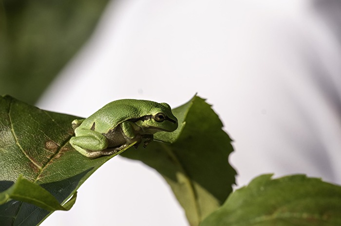 Laubfrosch